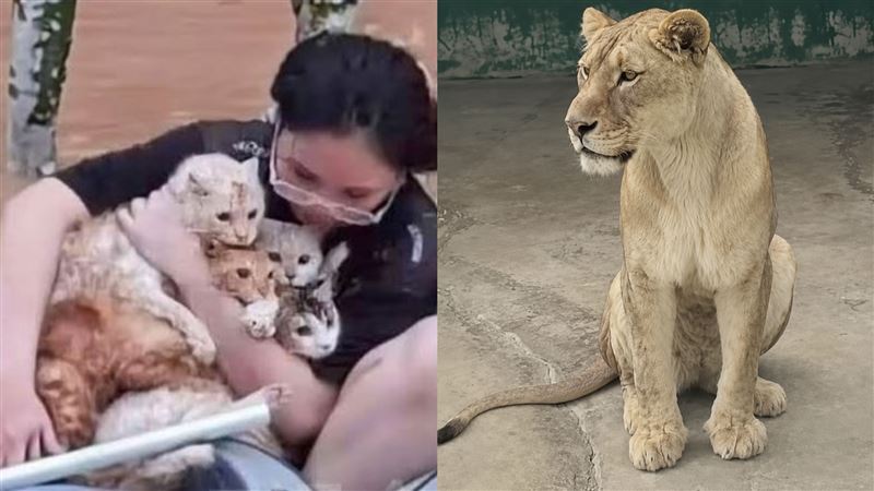 广西惨遭洪水吞噬,灾情频传,一间动物园因园方灾前将铁笼锁死,很多动物都无法逃生被活活淹死,令人伤痛! (图/翻摄自微博)