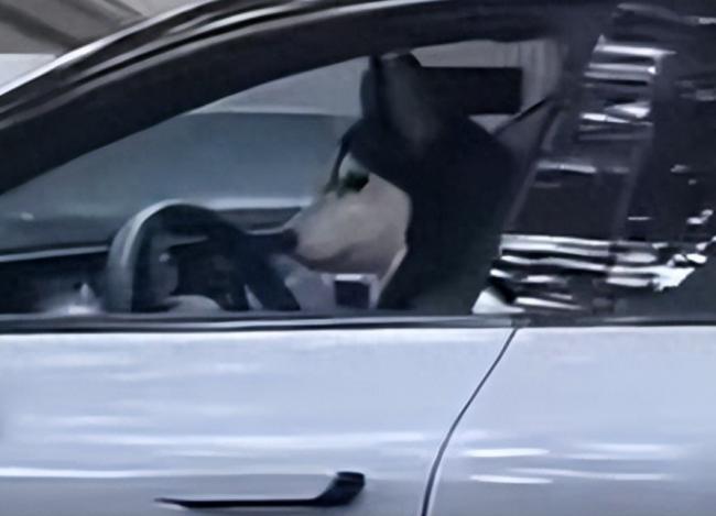 上海街头一只狗竟然在开车?！警方通报