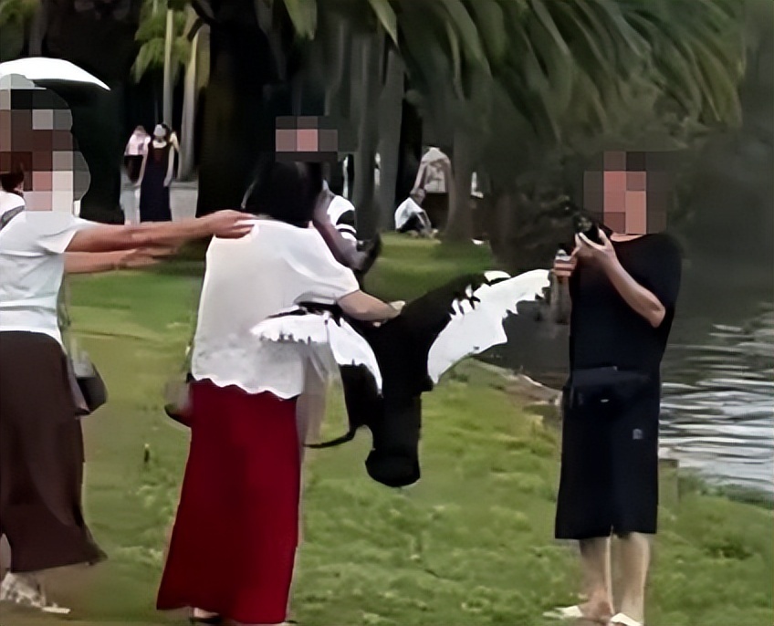 女子云南生态景区内抓黑天鹅脖子摆拍，景区回应