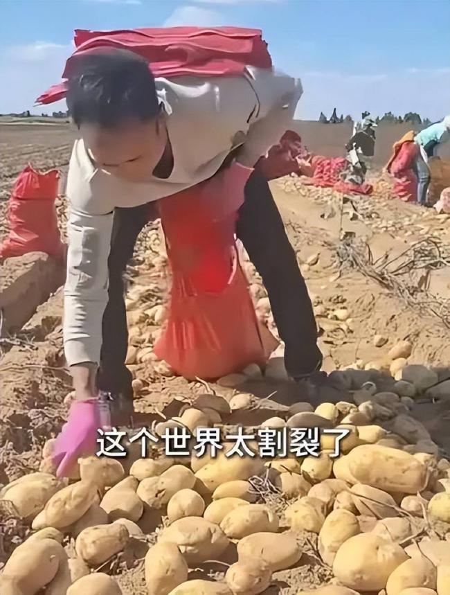 四川小伙赴内蒙捡土豆 工资到账他当场看呆