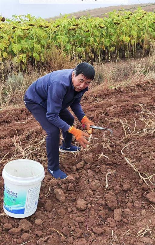 四川小伙赴内蒙捡土豆 工资到账他当场看呆